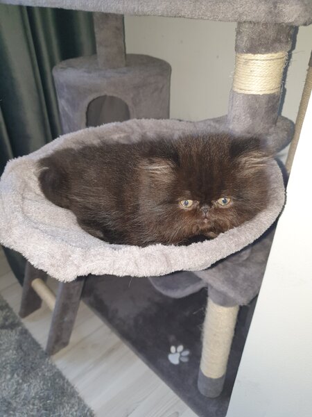 Pui de pisica persana